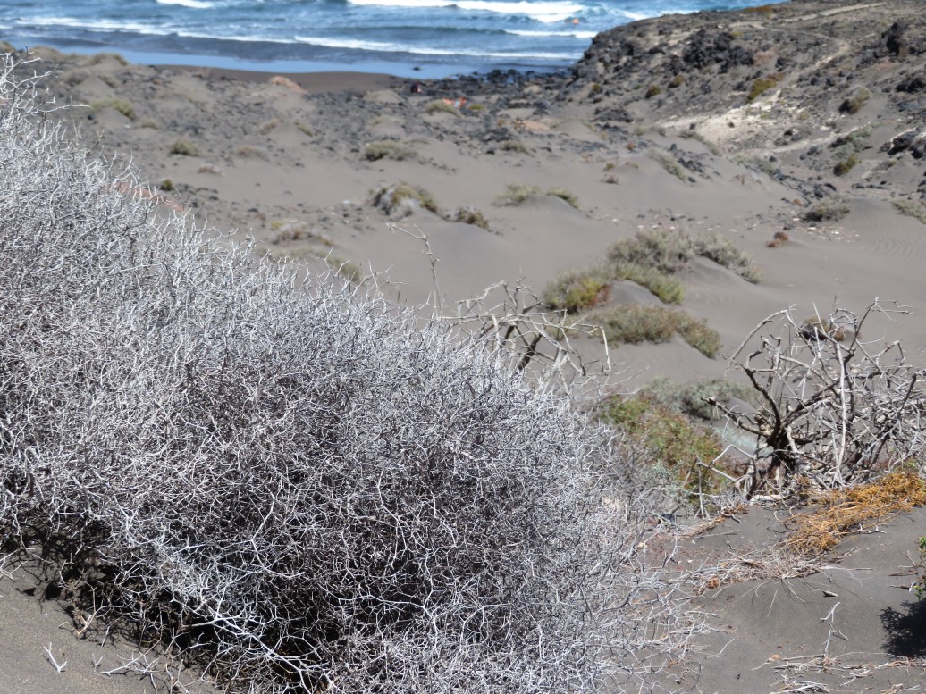 XEROPHILES! That means a species adapted to living in very dry conditions...
These low-lying dry-loving shrubs have #adapted to constant sunlight, drought, and very windy conditions. This is a perfect example of a costal ecosystem in the #Canary islands. <a href="/GeoTenerife/">GeoTenerife</a> 
#Tenerife