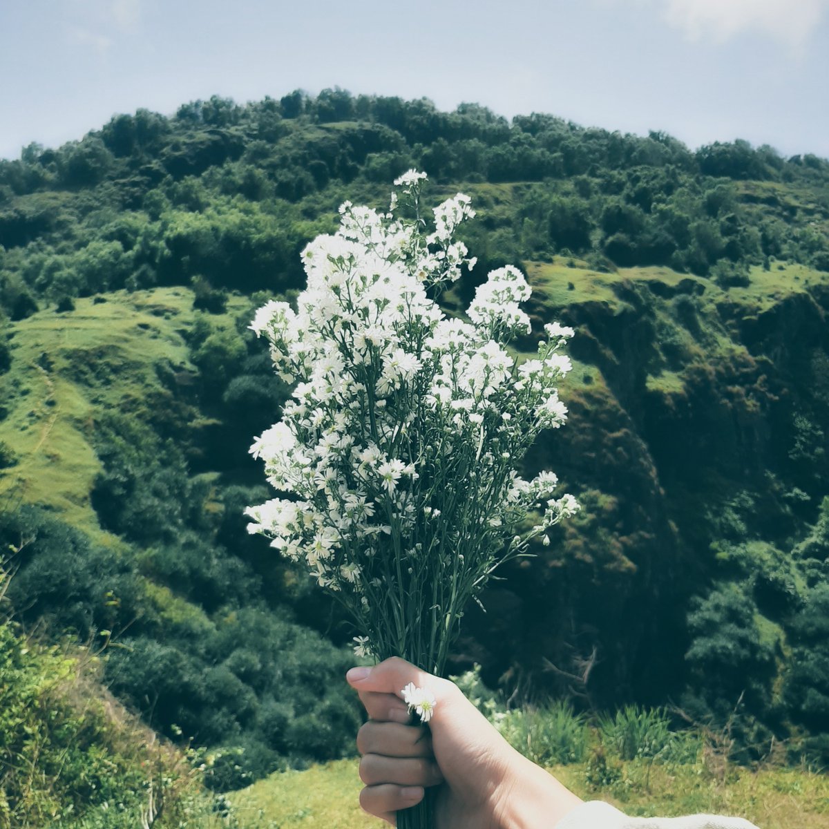 Equuleusm's tweet photo. out of the harsh environment comes this exquisite flowers https://t.co/G48PWw8OpE