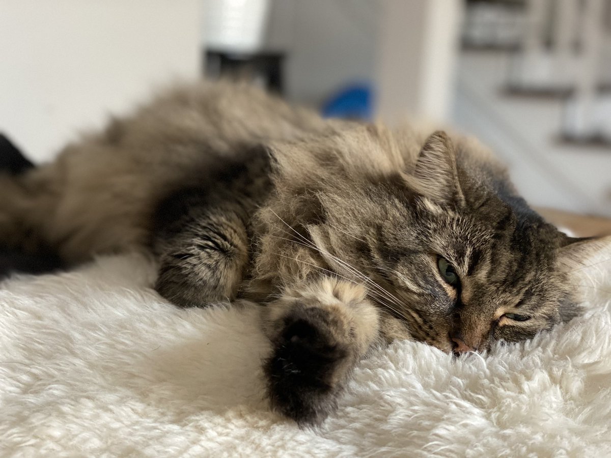 TammyDavis709's tweet photo. Why yes laying on fur is a completely logical way to cool off in the humidity. Why do@you ask?
#Caturday #CatsOfTwitter #HelloNewman https://t.co/SrjP0e4rer