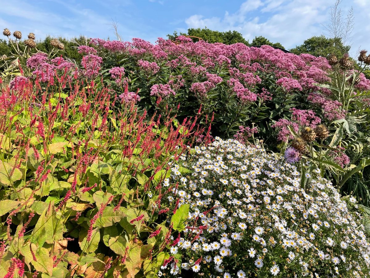 kasmaty's tweet photo. Gardens, galleries and walking around: #SixOnSaturday from Sussex Prairie Garden https://t.co/XUDjsFpuuh @cavershamjj from the fabulous @SUSSEXPRAIRIES 8 acres of wonderful, inspirational planting #refreshments #Indianbazaar. Great place to visit https://t.co/ClSPYctxnP