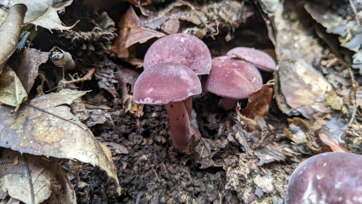 きのこびと on Twitter