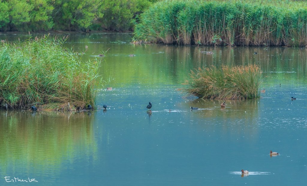 estherk__'s tweet photo. Una visita de lo más interesante descubriendo el mundo de las aves migratorias en el centro de investigación Urdaibai Bird Center #urdaibai #urdaibaibirdcenter #reservadelabiosfera #GautegizArteaga #BizitEuskadi https://t.co/oOsW8omg6m