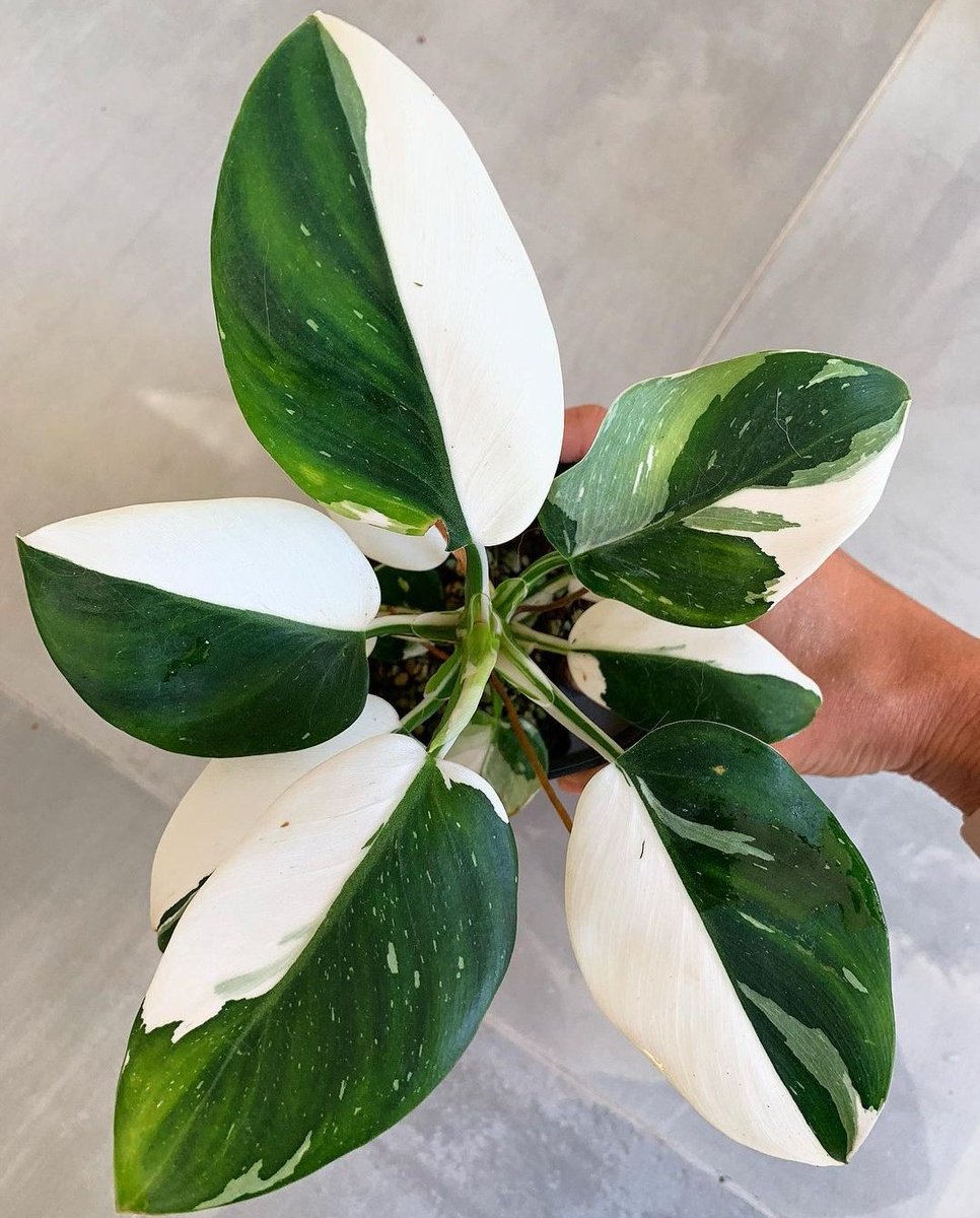 HobbyistPlant's tweet image. The Philodendron White Wizard is next on my list 🌿