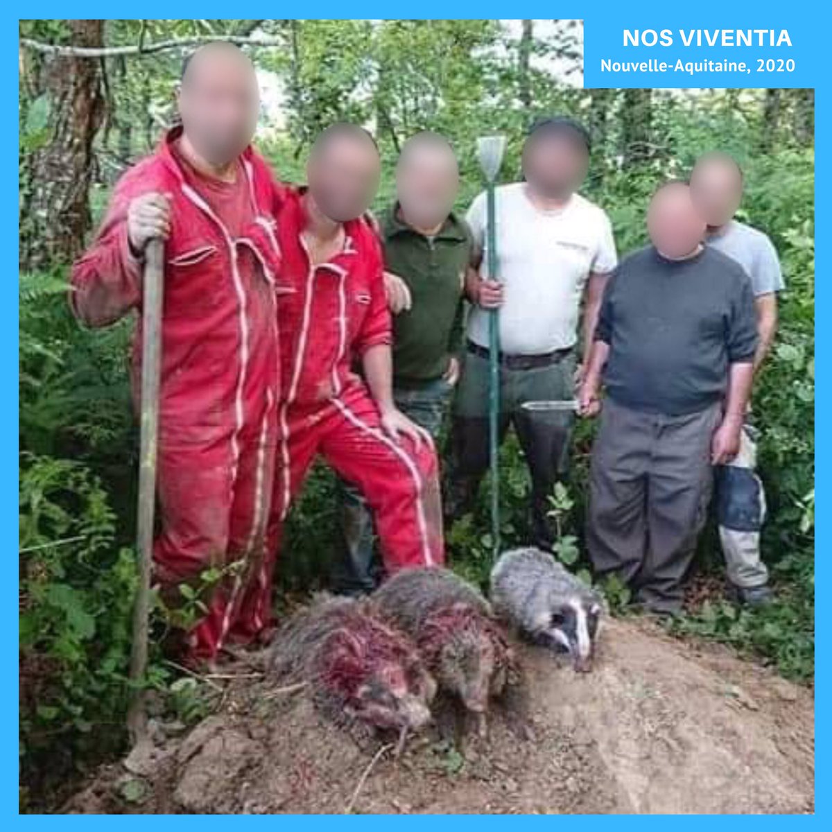 RigauxNature's tweet photo. Massacrer des blaireaux extraits de leur terrier, c’est la Vénerie sous terre, version pour les gueux de la Grande Vénerie des nobles &amp; bourgeois appelée chasse à courre. 

Il reste 1 mois pour atteindre 100k signatures sur le site du sénat pour dire stop https://t.co/du4Uw4mjMb https://t.co/wNTvzzbszg