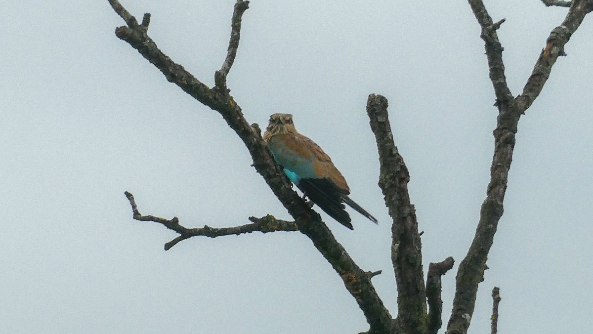 jmpicasprat's tweet photo. Avui dos #bimbos en poca estona.Un #gaigblau i una #tòrturaeuroasiatica #casserres #berguedà #ocells #ocelldavui #ocellsdecatalunya #birds https://t.co/Gb03u9Pnz9