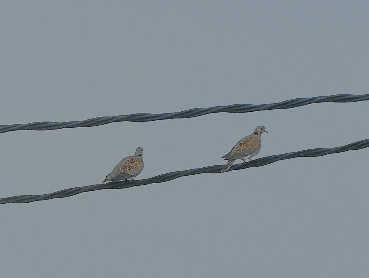 jmpicasprat's tweet photo. Avui dos #bimbos en poca estona.Un #gaigblau i una #tòrturaeuroasiatica #casserres #berguedà #ocells #ocelldavui #ocellsdecatalunya #birds https://t.co/Gb03u9Pnz9