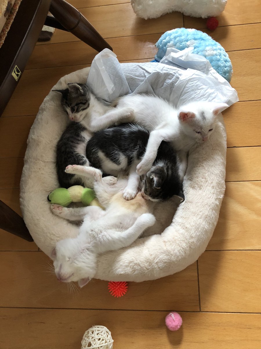 toneko123's tweet photo. 4匹になりました。
明日1匹、里親さんに引き取られていきます。 https://t.co/oIG7IJfN2W