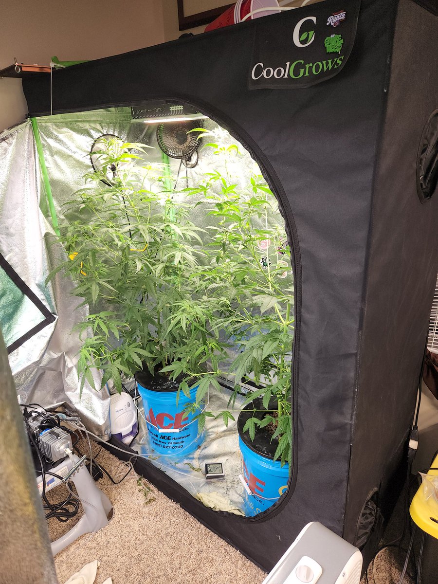 nyhardhat1's tweet photo. This is a little @MarsHydroLight #SP150
Bigger is not always better! I removed a 3000 watt equivalent led light for this smaller unit. Not only did it perform well above my expectations, my Temps are much cooler and electricity bill lower. @MarsHydroLight @eleenwen https://t.co/DSg34dDxAg