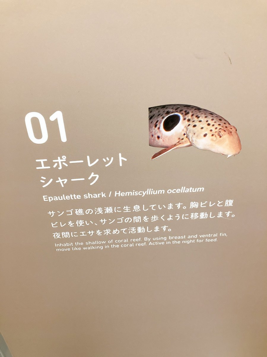handaitoilet's tweet photo. 先日海遊館に遊びに行ったのですが、ピクトグラムがダイバーのようになっていたり、個室が魚をモチーフにしたデザインになっていたりと遊び心があって面白かったです
(🦆) https://t.co/AJw3F0HuO1