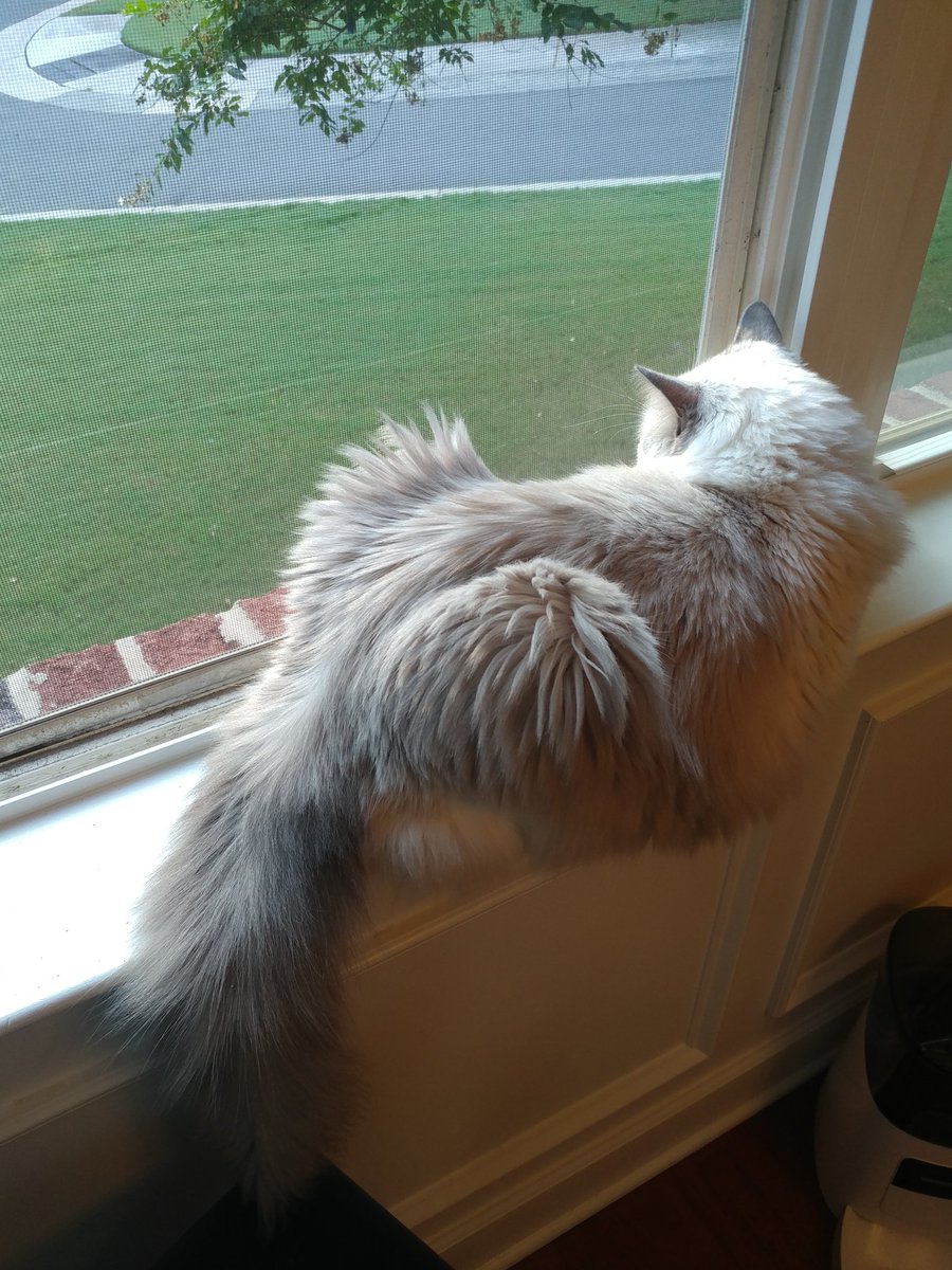 4fluffketeers's tweet photo. On duty after breakfast 🐾Yuna

#windowwatch #ledgewatch #hedgewatch #Caturday #cat https://t.co/vI0nkaSxoI