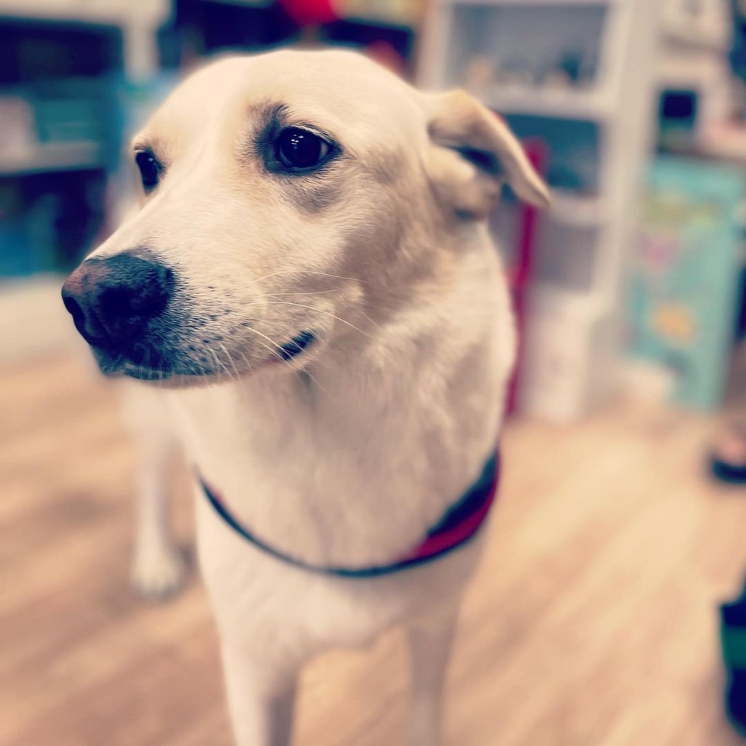 tanalibri's tweet photo. Il nostro libraio a 4 zampe Bruce! 🐾
#bruce #libraio #dog #legadelcanebenevento #benevento 
#book https://t.co/rDgfkHxlKf