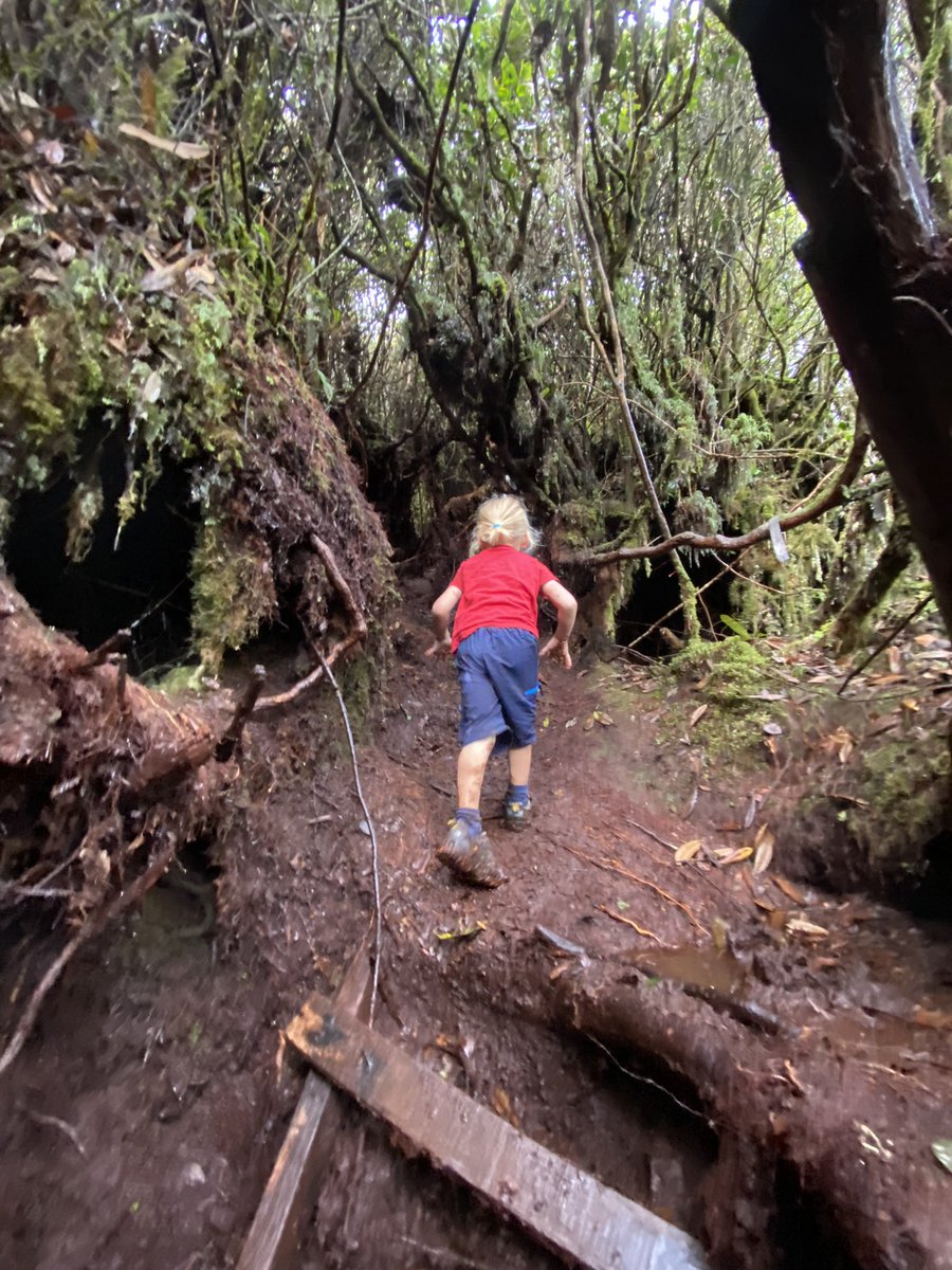 sheofthetree's tweet photo. Lost internet for a day! Also loved exploring the cloud forest and mossy slopes of the Cameron Highlands. https://t.co/8LQ84ZvXnM
