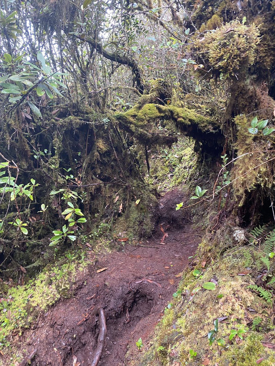 sheofthetree's tweet photo. Lost internet for a day! Also loved exploring the cloud forest and mossy slopes of the Cameron Highlands. https://t.co/8LQ84ZvXnM