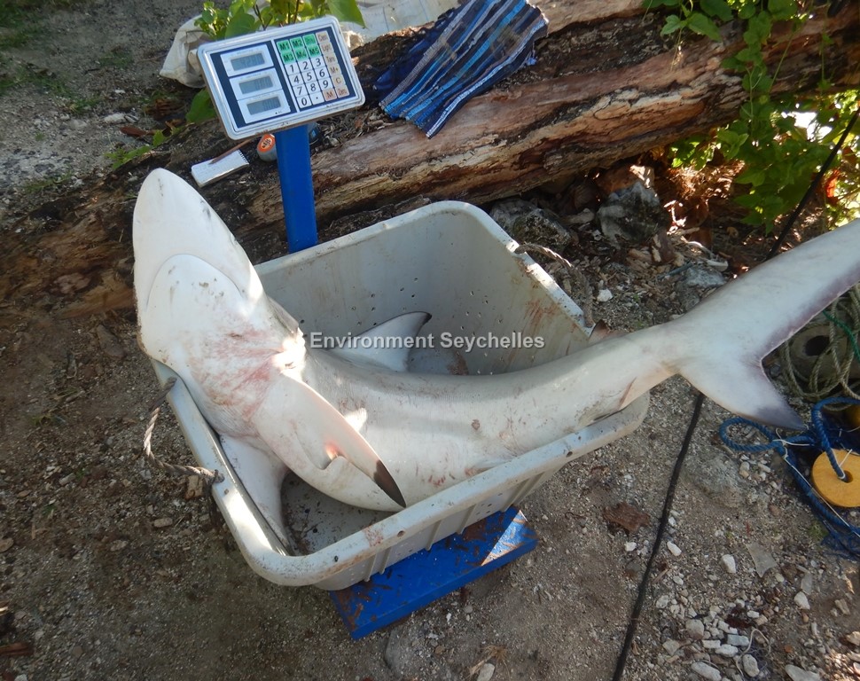 Seychellesharks's tweet image. Blacktip shark (Carcharhinus limbatus)(IUCN VU) Mahé (02/09/22). #datagathering #threatenedelasmobranchproject #swiofish #macce