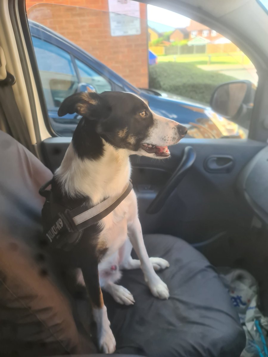 DavidKellyd1981's tweet photo. @charliersmith1 Alfie is sending you his love xx https://t.co/mNA9Ndj6rT