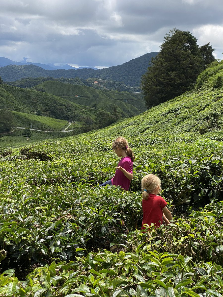 sheofthetree's tweet photo. And technically trees of the bonsai variety, the hill covered Boh tea plantations were pretty awesome too! https://t.co/06PlblS4zy
