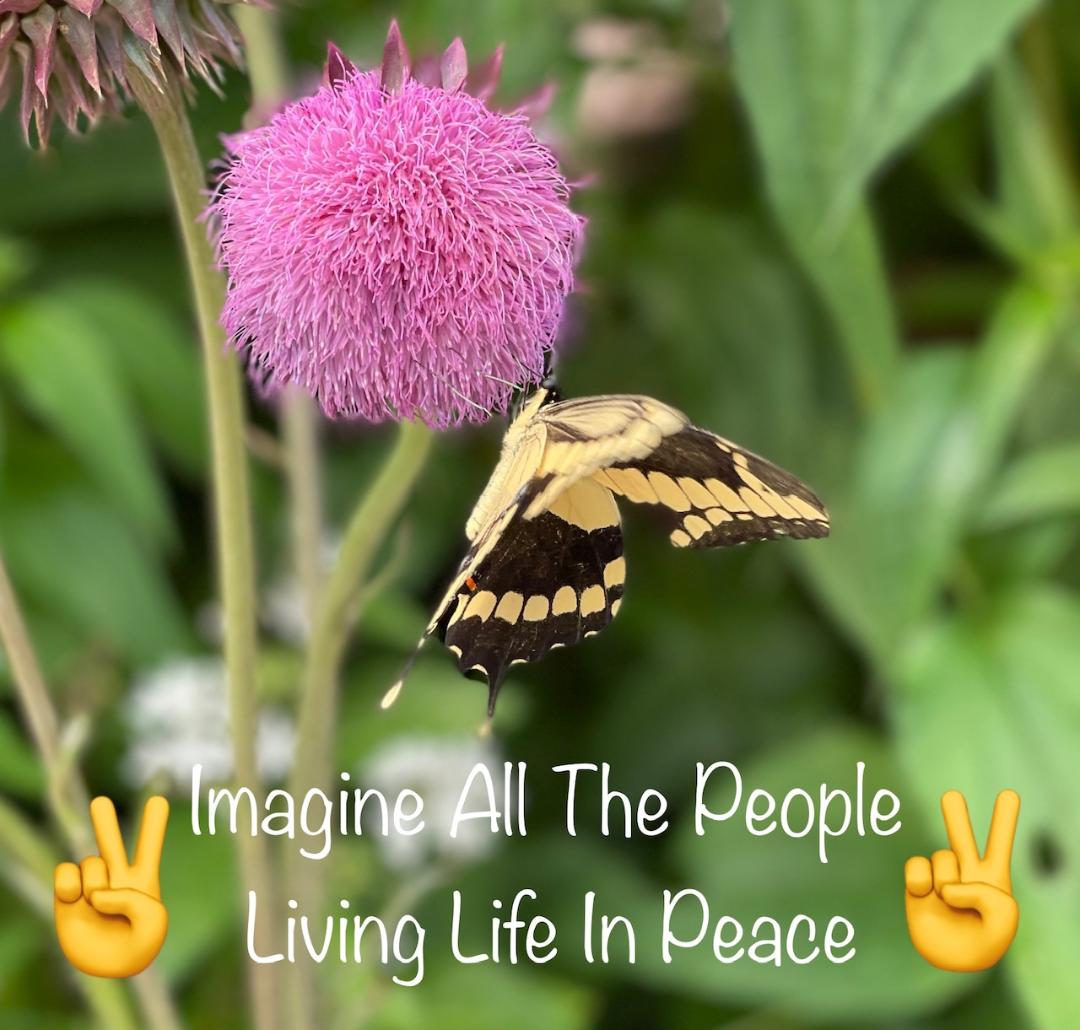 dugsir56's tweet photo. Good morning friends.   I think I'm going to get off here for now and rest.   I hope everyone has a great weekend. Here's some Carduus thistle flowers.  Butterflies love them.                      
bbPeace and love☮️💜🫶🦋 https://t.co/A2doJOvy4Y