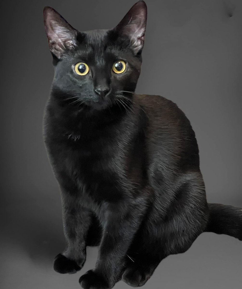 ShadowThunder22's tweet photo. My pose. #blackcat #cat #Beautiful #CatsOfTwitter #CatsLover #Catsontwitter #cats https://t.co/2TJ0dNkfUD