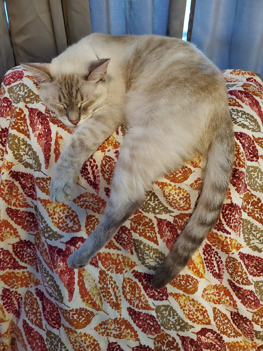 NeedsSometimes's tweet photo. #CatsOfTwitter #Caturday https://t.co/99MK15w8sh