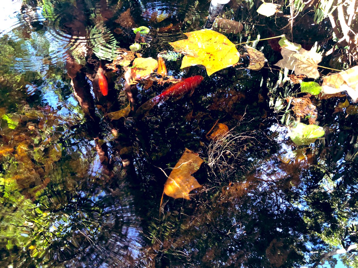 AmandaKavs's tweet photo. A little peace and quiet this morning after a very busy week! #hiddenpond https://t.co/Lgqu99FgK7