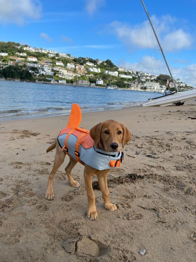 Janey // Make Fetch Happen tweet media