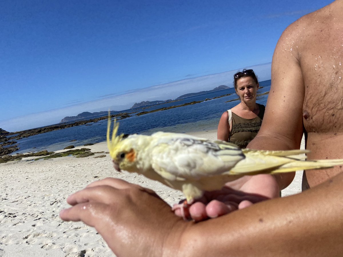 tesadiazfaes's tweet photo. Aparecido en la playa de Fuchiños, Canido #Vigo. Tiene q haber escapado de una jaula de alguna casa de la zona. Solo quiere estar con gente. Si alguien sabe de quien puede ser x favor mensaje x privado. https://t.co/Yn9SpqYlVI