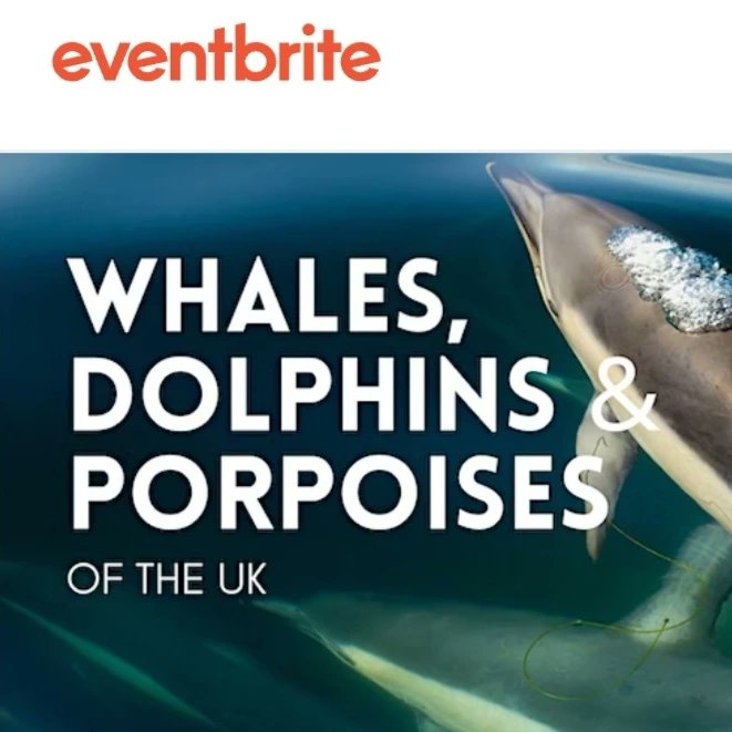 ConChatUK's tweet photo. ⚠️September's online events⚠️
We have 5 events taking place this month. Check them our below 🎫⬇️🎫⬇️🎫⬇️🎫⬇️
https://t.co/JEslgagxie
#nature #wildlife #conservation
#conservationchatuk #animals
#events #whatson #ecology https://t.co/GmaGpdWJmM