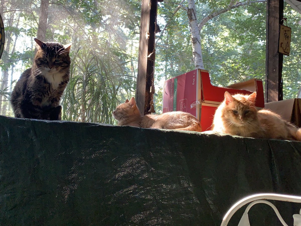 AkabeeBarbie's tweet photo. We are having kitty quiet time in the sun ❤️☀️🐾😺❤️☀️
#kittyquiettime
#timeinthesun https://t.co/iJT7uHIsiz