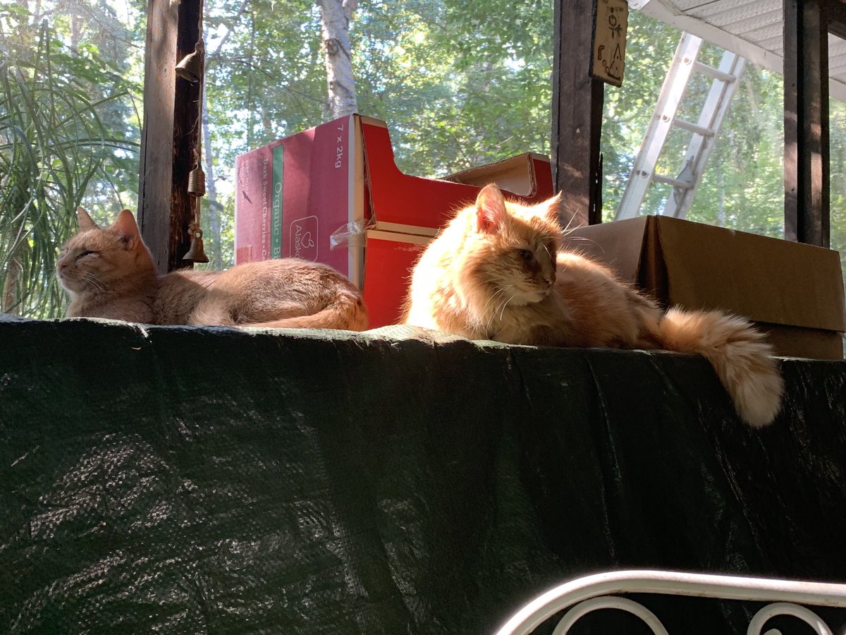 AkabeeBarbie's tweet photo. We are having kitty quiet time in the sun ❤️☀️🐾😺❤️☀️
#kittyquiettime
#timeinthesun https://t.co/iJT7uHIsiz