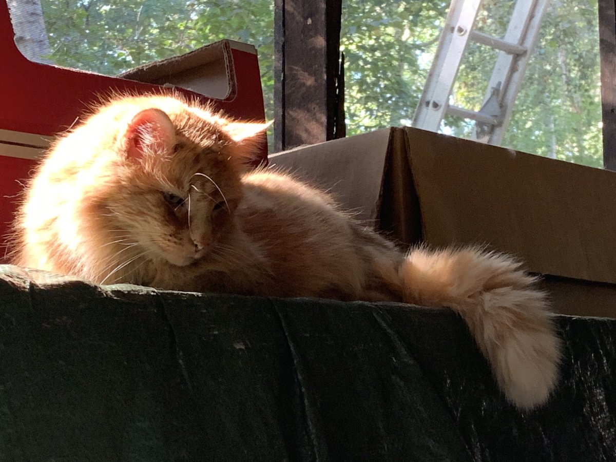 AkabeeBarbie's tweet photo. We are having kitty quiet time in the sun ❤️☀️🐾😺❤️☀️
#kittyquiettime
#timeinthesun https://t.co/iJT7uHIsiz