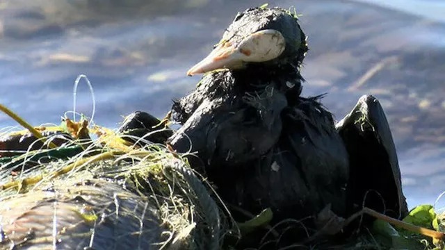 MİSİNA AĞLAR KATİLDİR. 
DENİZLERİMİZDE YASAK DEVAM ETMELİ, İÇSULARIMIZDA DA YASAKLANMALIDIR...
#misinaağlarkatildir #ASOF <a href="/tcbestepe/">T.C. Cumhurbaşkanlığı</a> <a href="/VahitKirisci/">Prof.Dr.Vahit Kirişci</a> <a href="/TBMMGenelKurulu/">TBMM Genel Kurulu</a> <a href="/iyipartitbmm/">İYİ Parti TBMM</a> <a href="/MhpTbmmGrubu/">MHP TBMM Grubu #MHP</a> <a href="/AKPartiTBMMGrup/">TBMM AK Parti Grup Başkanlığı</a> <a href="/chptbmm/">CHP TBMM Grup Başkanlığı</a> <a href="/vekilimCOM/">vekilimCOM</a> <a href="/tarimveormanbak/">Tarım ve Orman Bakanlığı Destek Hesabı</a> <a href="/maatalay/">Dr. M. Altuğ ATALAY</a> <a href="/turgayturkyilmz/">Turgay TÜRKYILMAZ</a>