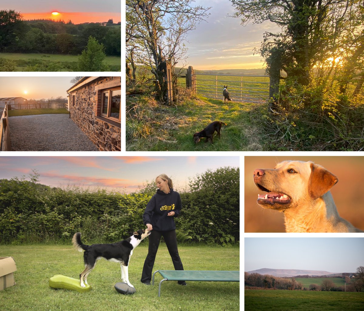 BowerlandDevon's tweet photo. 25% off training with accommodation: Sep through 17 November... 🥳https://t.co/26QbQB3IBP https://t.co/xnx6Fdf330