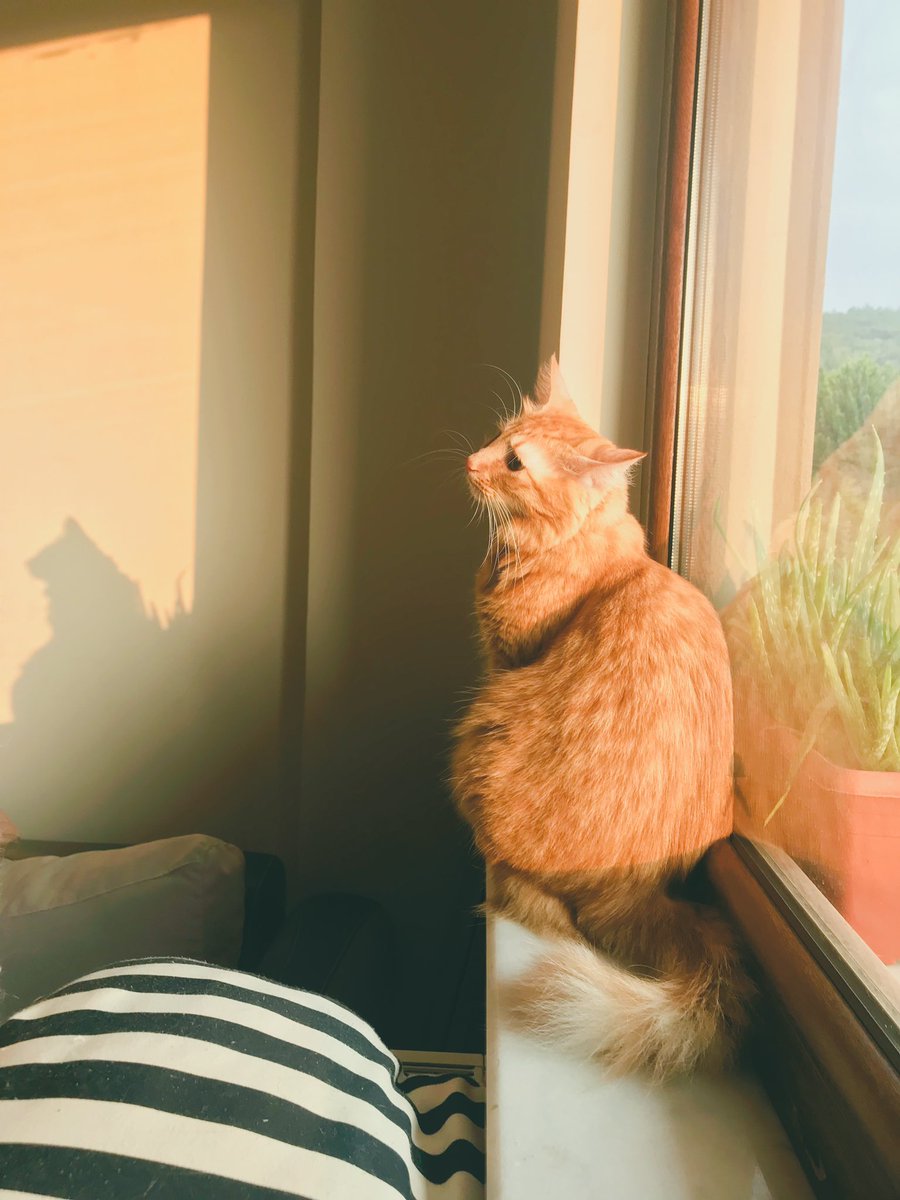 Badem evet mamken olan