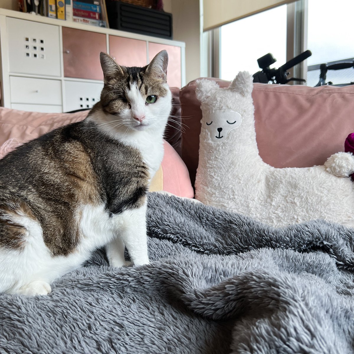 indiewebcat's tweet photo. Llama friend https://t.co/B6FiN4zYbL