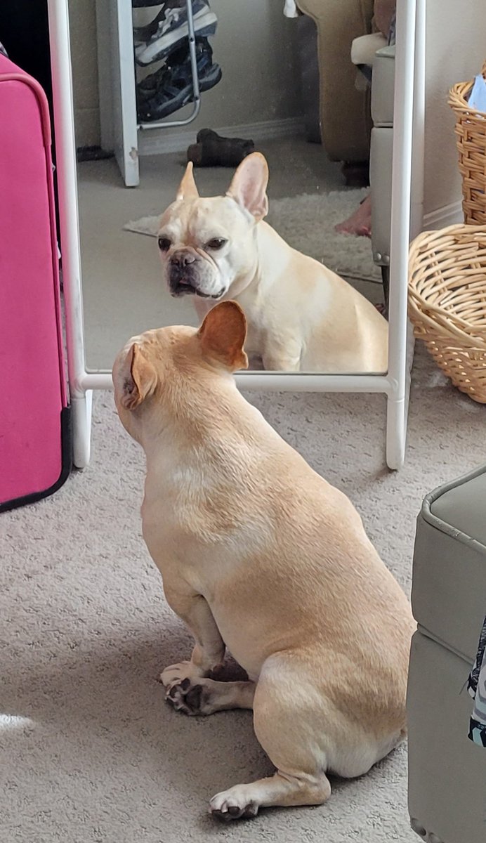 MiaVossOnTheGo's tweet photo. Saturday with @GidgetFrenchie https://t.co/jXrYug1GRo