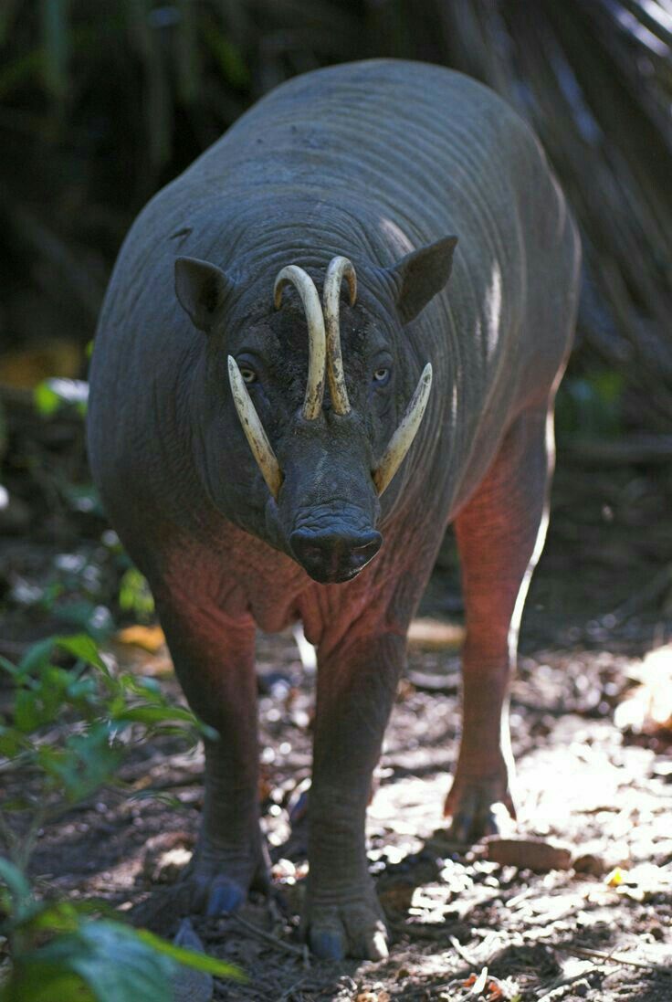 ana01serrano's tweet photo. Acabo de descubrir que existe este bicho, vaya puta locura https://t.co/qtzds2aYMt