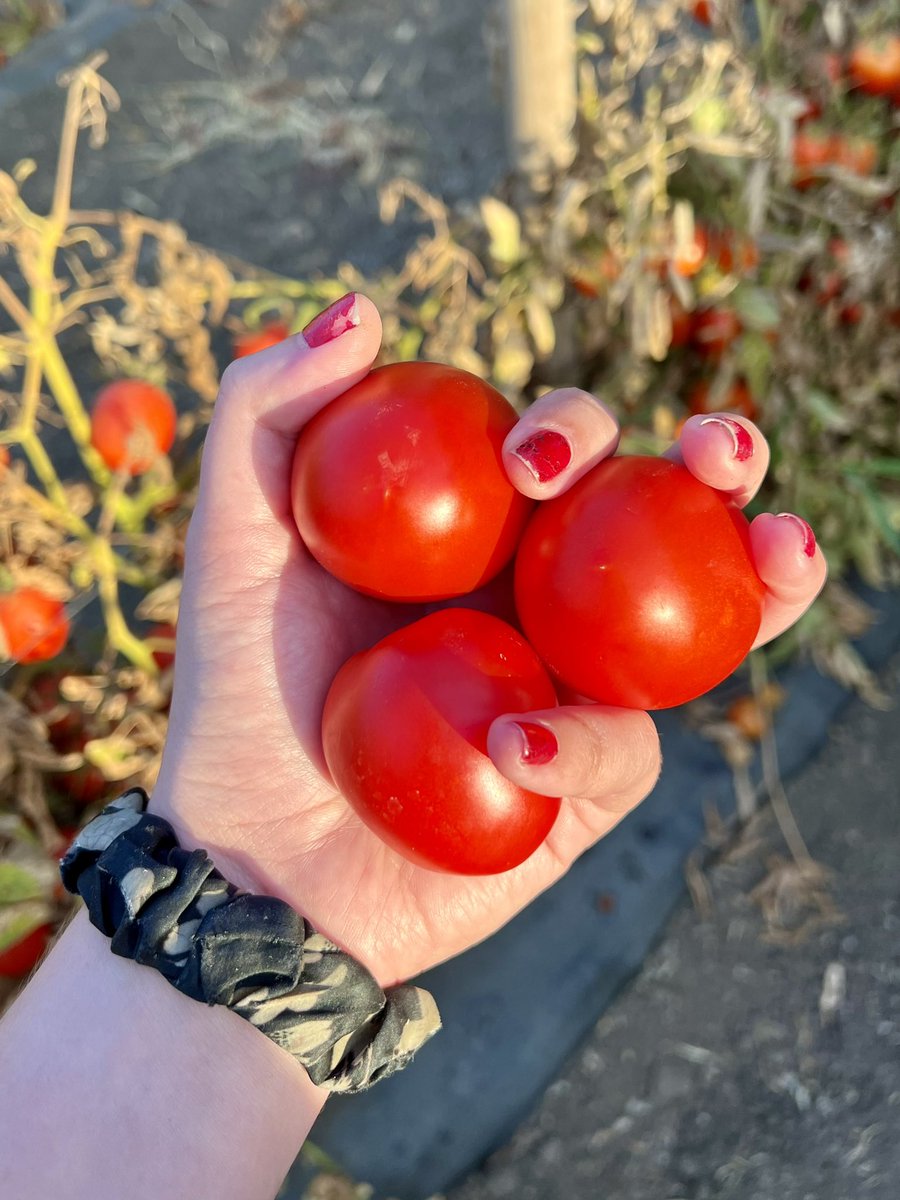 stacy_bernstein's tweet photo. For the fifth year in a row we made it to @UnderwoodFarms for their roma tomato event. Made even more special this time because it’s also my 30th birthday today! https://t.co/SOw4Q7av7t