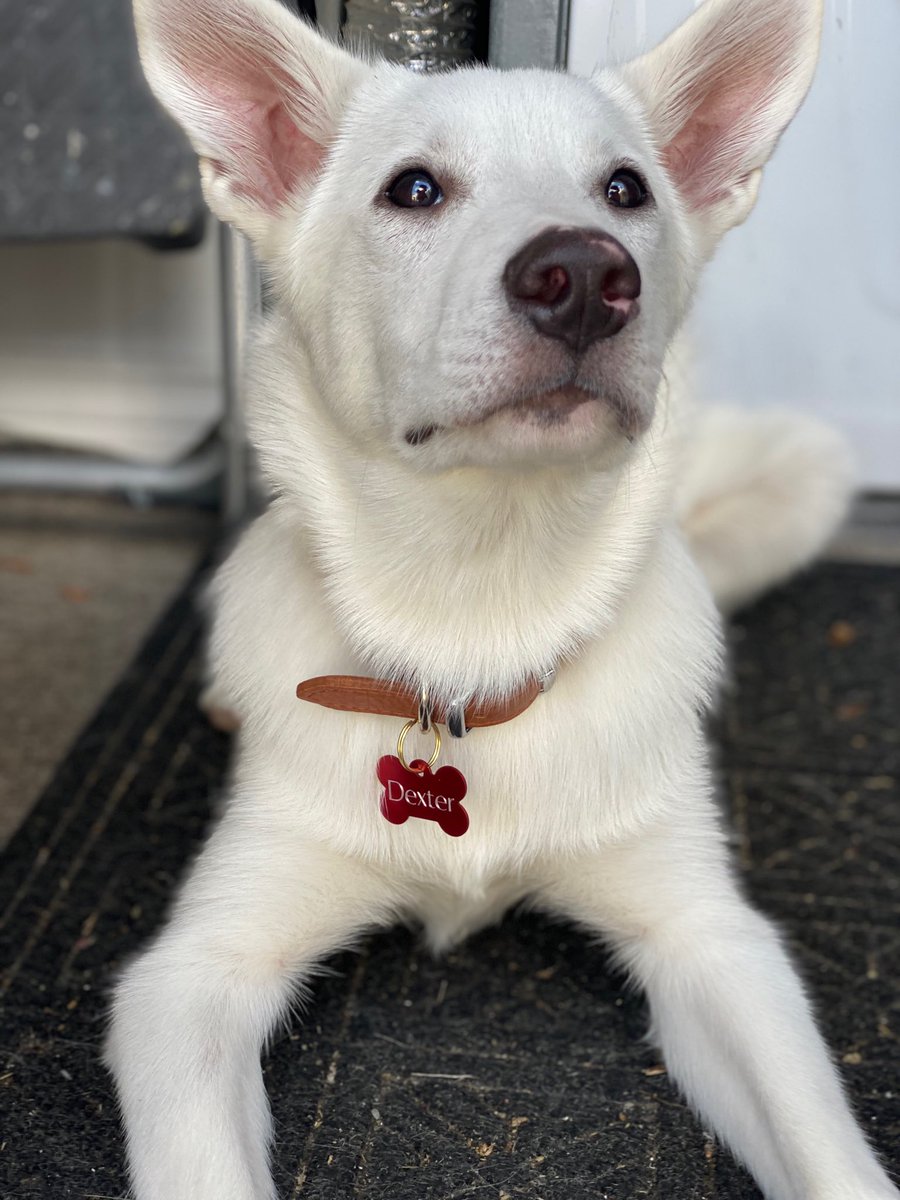 GeneJPhillips's tweet photo. Hey everyone. Meet Dexter! #pups https://t.co/pnqvBH5seh