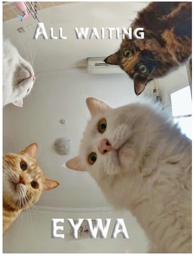 crosscurvefi's tweet photo. Hi, #EYWA community. 

We wish you a great weekend!⛱🏄🏻‍♂️ https://t.co/4fJ4UCotsD