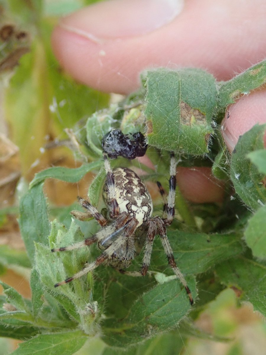 dewolf_katrien's tweet photo. Time for🕷Orb-weavers! Argiope bruennichi + Araneus quadratus + Araneus diadematus + Araneus marmoreus. @spiderspotter https://t.co/iI7RrJUbNr