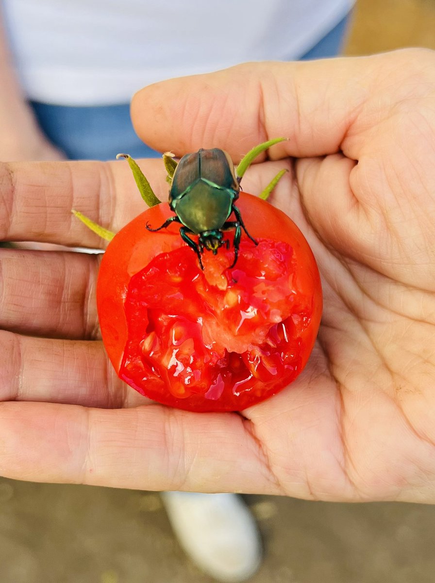 stacy_bernstein's tweet photo. Sweet beetle baby wanted some tomato too ✨ https://t.co/Vz0afOQLQj