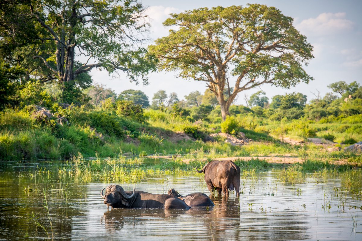 EpicFLhomes's tweet photo. What you're visiting for will help determine the best time to visit this national park in #SouthAfrica. #adventure  https://t.co/QJw2pWspay https://t.co/tJpjeaszj9