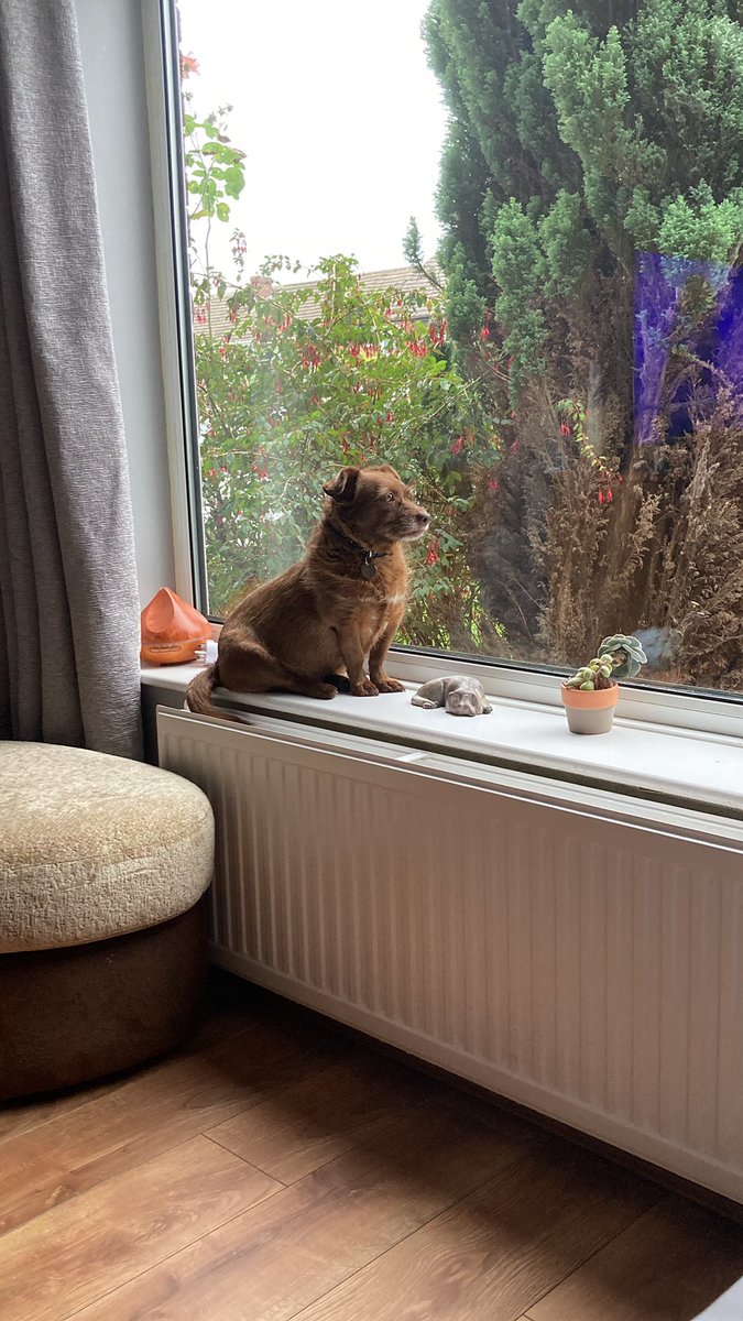 mishcousin's tweet photo. She knows Dad is due home soon. #howdotheyknow https://t.co/K8QSE8c14q