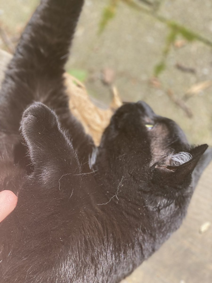 MarcoTheCat16's tweet photo. A perfect cat. #CatsOfTwitter #cute #voidcat https://t.co/XJTbdhz0SP