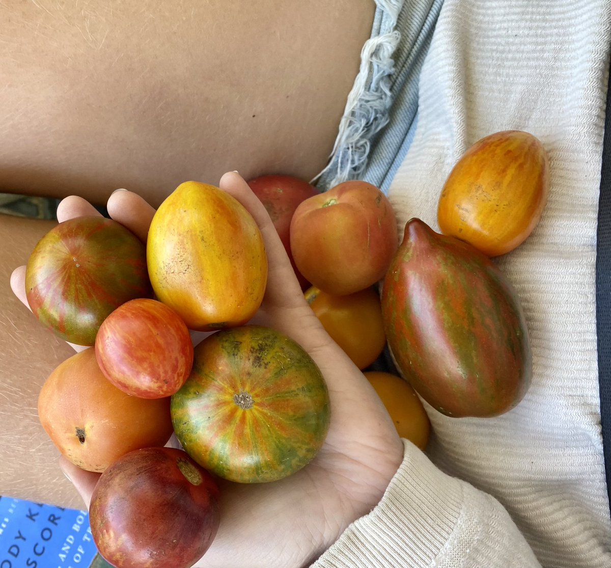 Jessjessjesssm's tweet photo. Crying over the beauty of these tomatoes https://t.co/fRHa7fK2pn