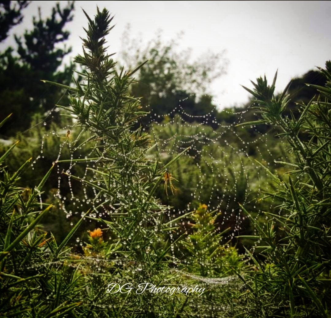 DGPhotography9's tweet photo. Inside the spiders web ๐ธ๐ท
#natureguy #spider #rainyseason https://t.co/wvKqG1MoMZ