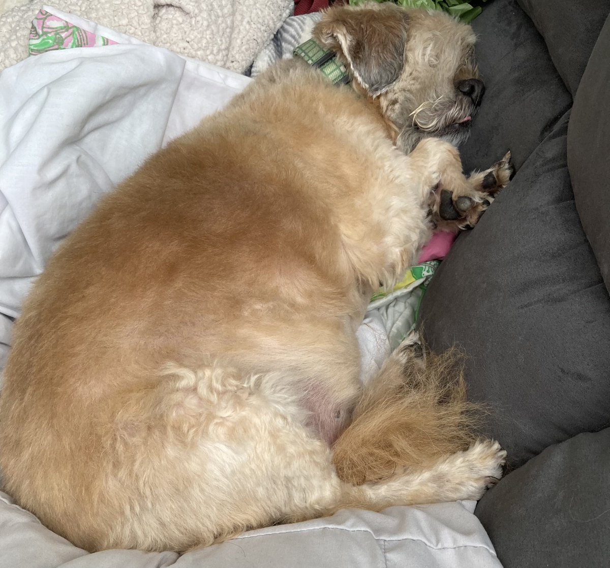 goodboygomer's tweet photo. It’s a GOOD morning #seniorpupsaturday https://t.co/rWIYzaLaKY