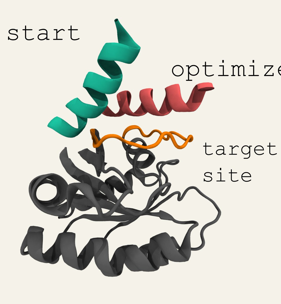 Packaged our algorithm to design binding peptides into a simple colab. Enter a protein sequence, indicate where you want the peptide to bind, and in a few minutes you'll have a peptide predicted to tightly bind via AlphaFold + Bayesian Optimization. 1/2 colab.research.google.com/github/ur-whit…