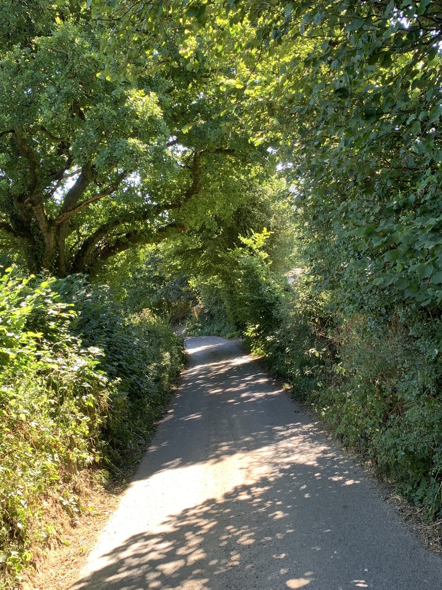 waves_wings's tweet photo. The beautiful lanes of Chillaton Devon. #devon #devonlanes #englishlanes #englishcountryside #Dartmoor https://t.co/i3L8ogAvFl
