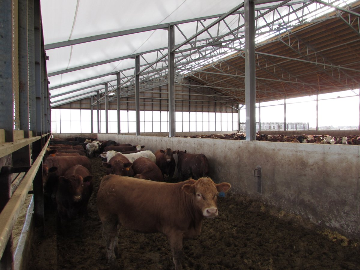 WeCover_Steel's tweet photo. This #WeCover beef barn located in Alisa Craig, Ontario is 96โ x 736 long.
Is this your sign to take your beef barn operation to the next level? You can do this with a WeCover building. We work with the end user, or the builder, and deliver you a facility you will be proud of. https://t.co/qQE5o931fE